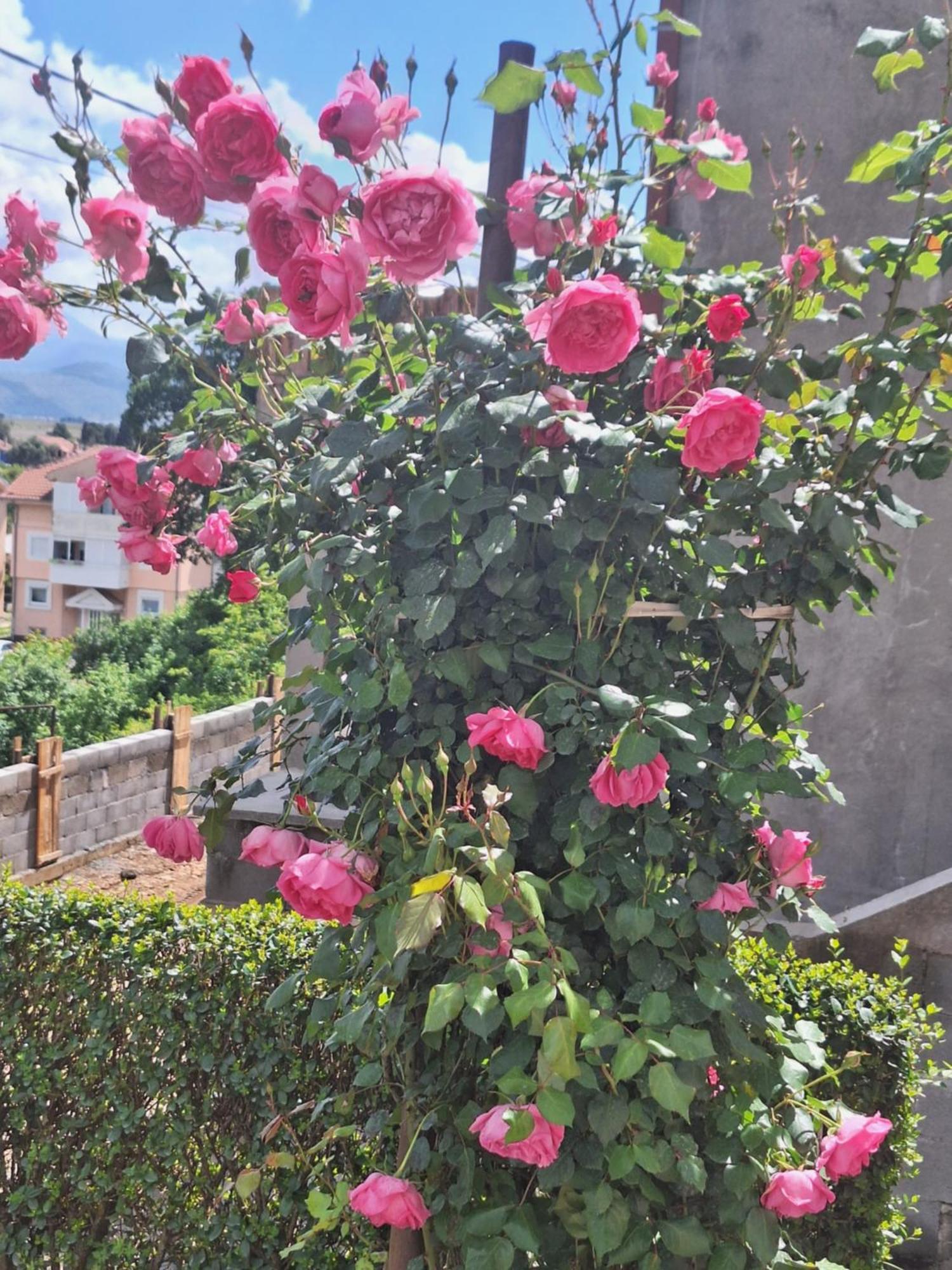 Apartmani Ruza Ποντγορίτσα Εξωτερικό φωτογραφία